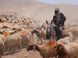 Le patron palestinien de l'eau réduit à 'gérer la crise'